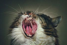 Fotomanipulation von Gapping Cats - Hartes Interieur für Katzenliebhaber von Elianne van Turennout