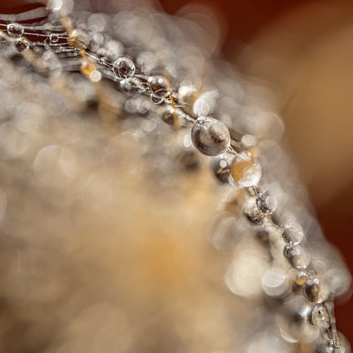 Abstract natural beauty – Drops as decoration