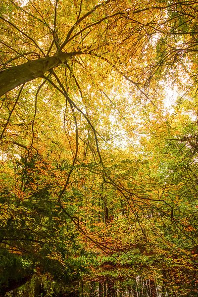 bos in de herfst van Dirk van Egmond