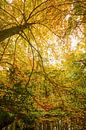 bos in de herfst van Dirk van Egmond thumbnail