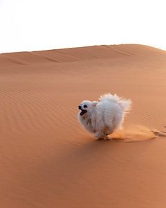 Chien au Sahara
