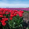 Gros plan sur les tulipes rouges au milieu d'une mer violette à Groningen, aux Pays-Bas ! sur Robin Jongerden