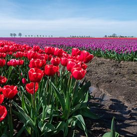Bezaubernde Nahaufnahme: rote Tulpen in einem Meer von Lila in Groningen, Niederlande! von Robin Jongerden