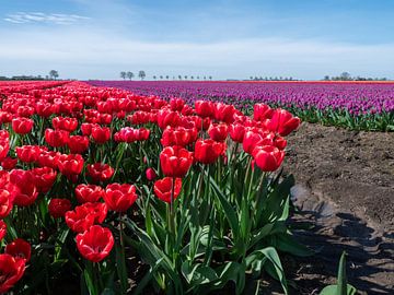 Betoverende close-up: rode tulpen te midden van een zee van paars in Groningen, Nederland! van Robin Jongerden