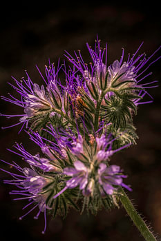 phacelia, insect attractor par excellence.