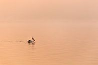 Pelican during sunrise by Thomas van der Willik thumbnail
