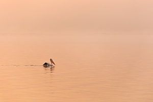 Pelikan bei Sonnenaufgang von Thomas van der Willik