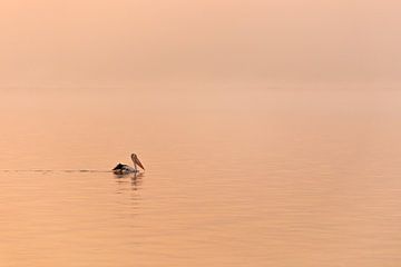 Pelikan bei Sonnenaufgang von Thomas van der Willik