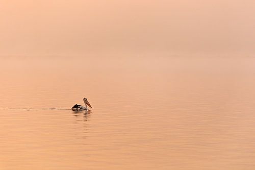 Pelikan bei Sonnenaufgang
