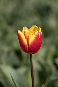 a yellow-red tulip in a field by W J Kok