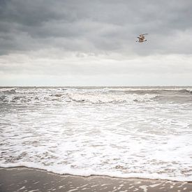 A seagull above the wild sea by Petra Brouwer