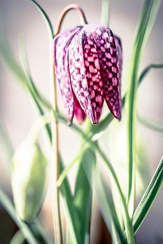Fritillaria meleagris by Cathy Php