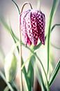 Fritillaria meleagris by Cathy Php thumbnail