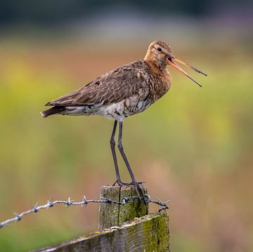 Grutto van Marco Morren