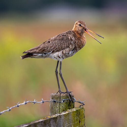 Uferschnepfe von Marco Morren