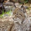 Luchs in Nahaufnahme von Patricia Hofmeester