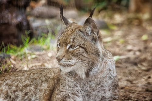 A close-up of a lynx