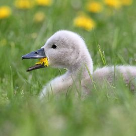Swan young by Bauke Haitsma