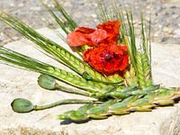 Summer colors - red poppy and green ears