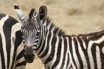 Zebra is watching you van Willy Sybesma