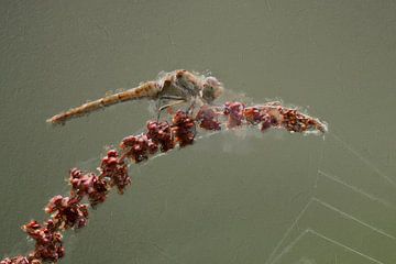 Libelle auf einem roten Zweig von Digitale Schilderijen