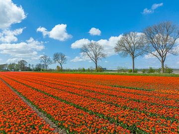 Tulipes dans des champs agricoles au printemps. sur Sjoerd van der Wal Photographie