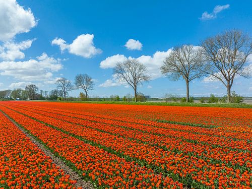 Tulpen in landbouwvelden in de lente