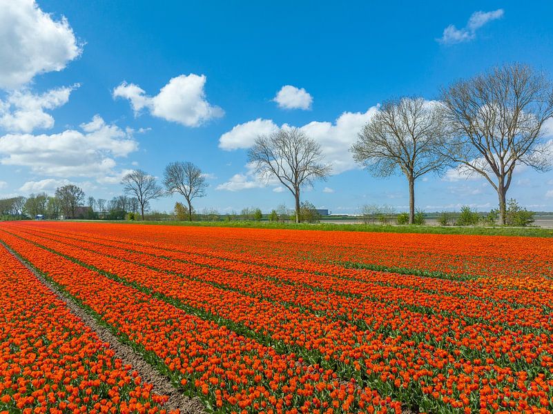 Tulips in agricutlural fields during springtime by Sjoerd van der Wal Photography
