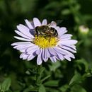 Biene auf einer lila Blume von Lynn van Baaren Miniaturansicht