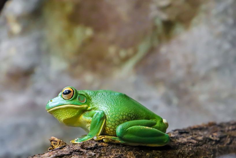 giant tree frog by Sanne Voortman