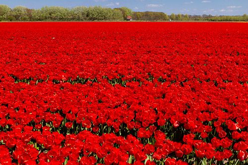 Tulip field