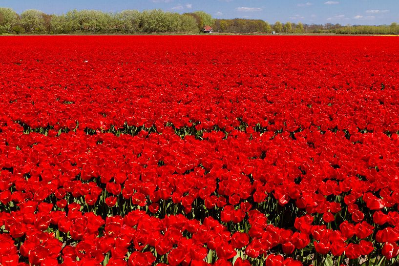 Tulip field by Corine Spoor