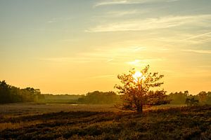 De boom en de zon van Johan Vanbockryck