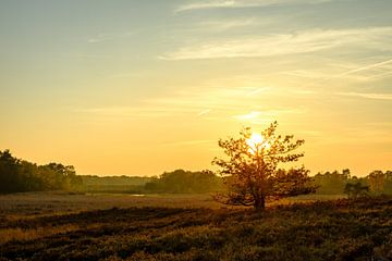 L'arbre et le soleil