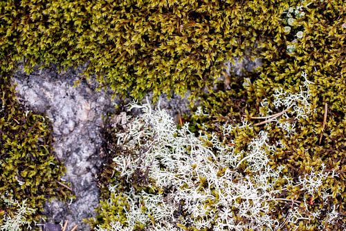 Stille in der Struktur - Schwedische Natur aus der Nähe von Nordic Details 006