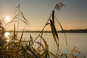 Close-up van riet net na zonsopgang aan het Groote Gat bij Sint Kruis von Nico de Lezenne Coulander