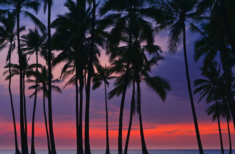 Palms at Sunset at Pu'uhonua o Hōnaunau, Hawaii par Henk Meijer Photography