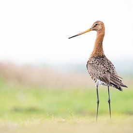 Barge rousse - GRUTTOO sur Jorrit Verkleij