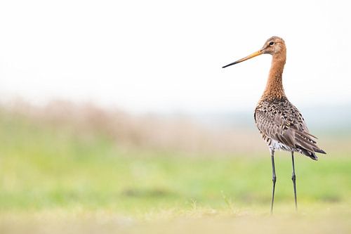 Black-tailed godwit in the meadow