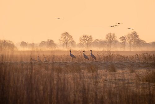 Des grues élégantes au lever du soleil - Photographie de la nature pour votre maison