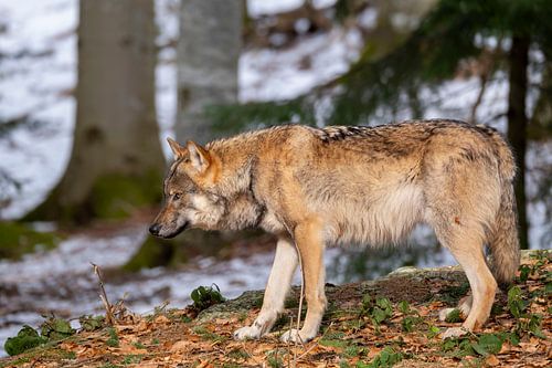 Wolf in het Beierse woud