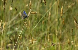 Icarus blue by Wolbert Erich