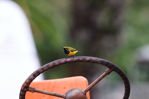 tuinzonnevogel (Cinnyris jugularis) Queensland, Australië