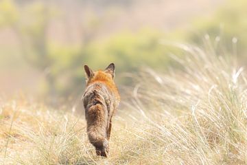 Vos op missie in de duinen van Ria van den Broeke