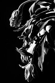 Tulips by Govert Govers