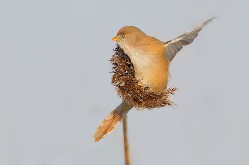 Baardmannetje in het riet in de winter
