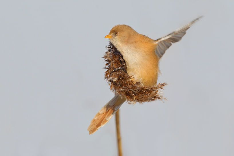 Baardmannetje in het riet in de winter van Jeroen Stel