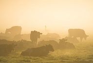 Koeien in de mist van Roelof Nijholt thumbnail