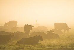 Kühe im Nebel