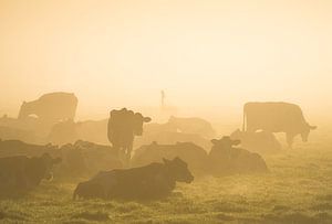 Kühe im Nebel von Roelof Nijholt